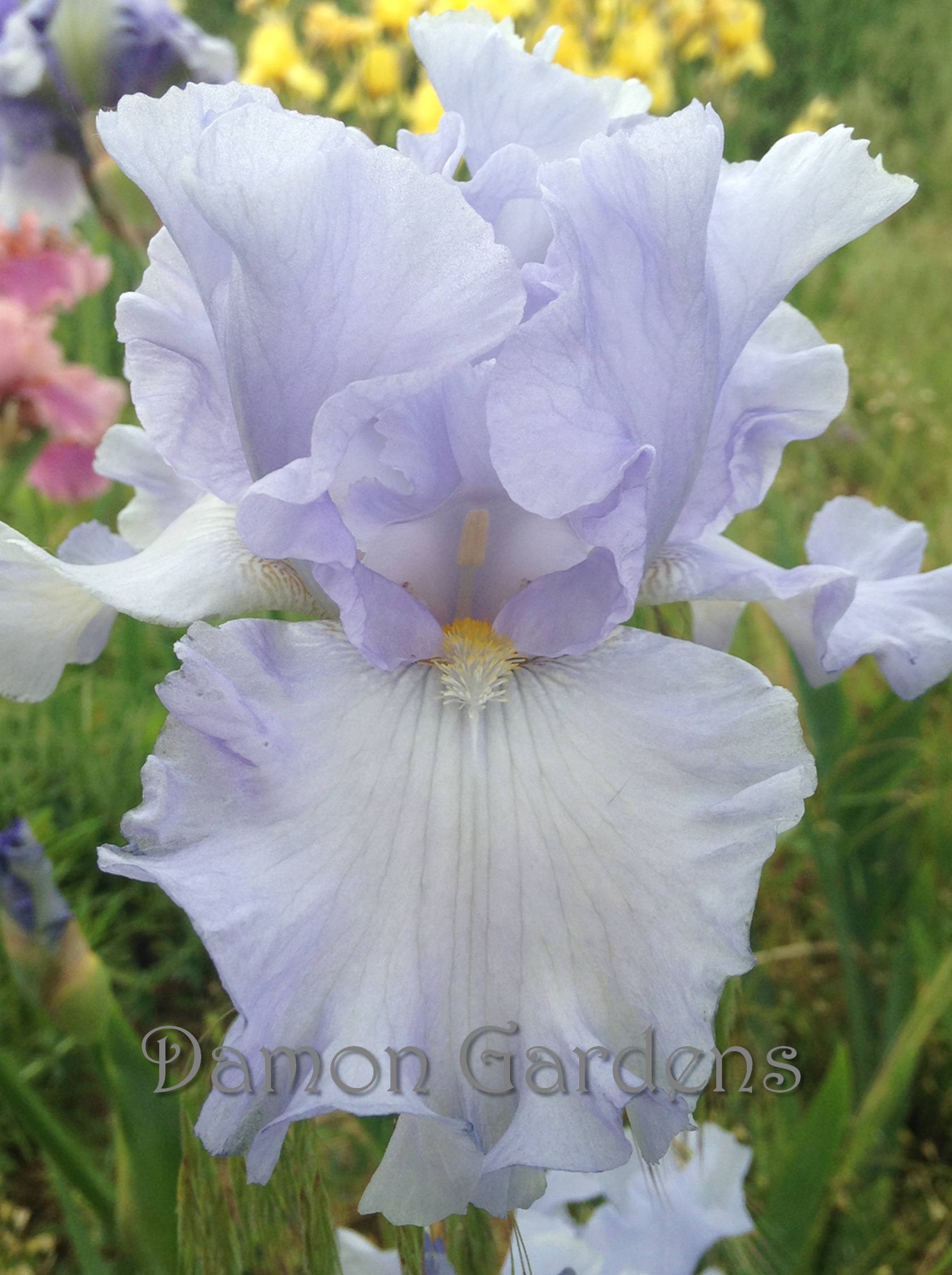 Iris Absolute Treasure